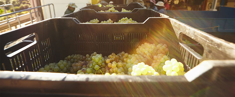 Logística de alimentos y las tendencias que están cambiando el mercado
